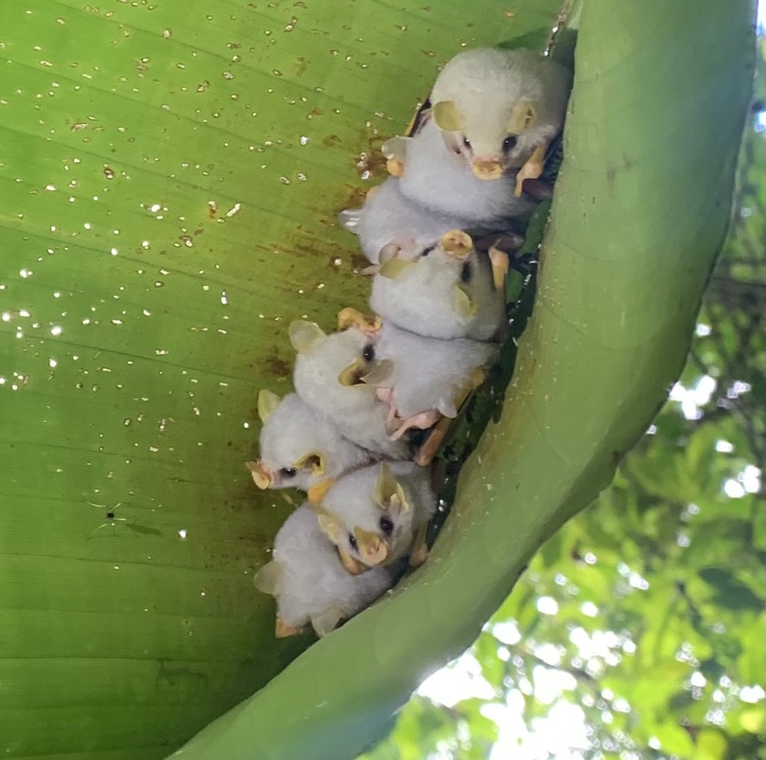 May 2022- Honduran white bats