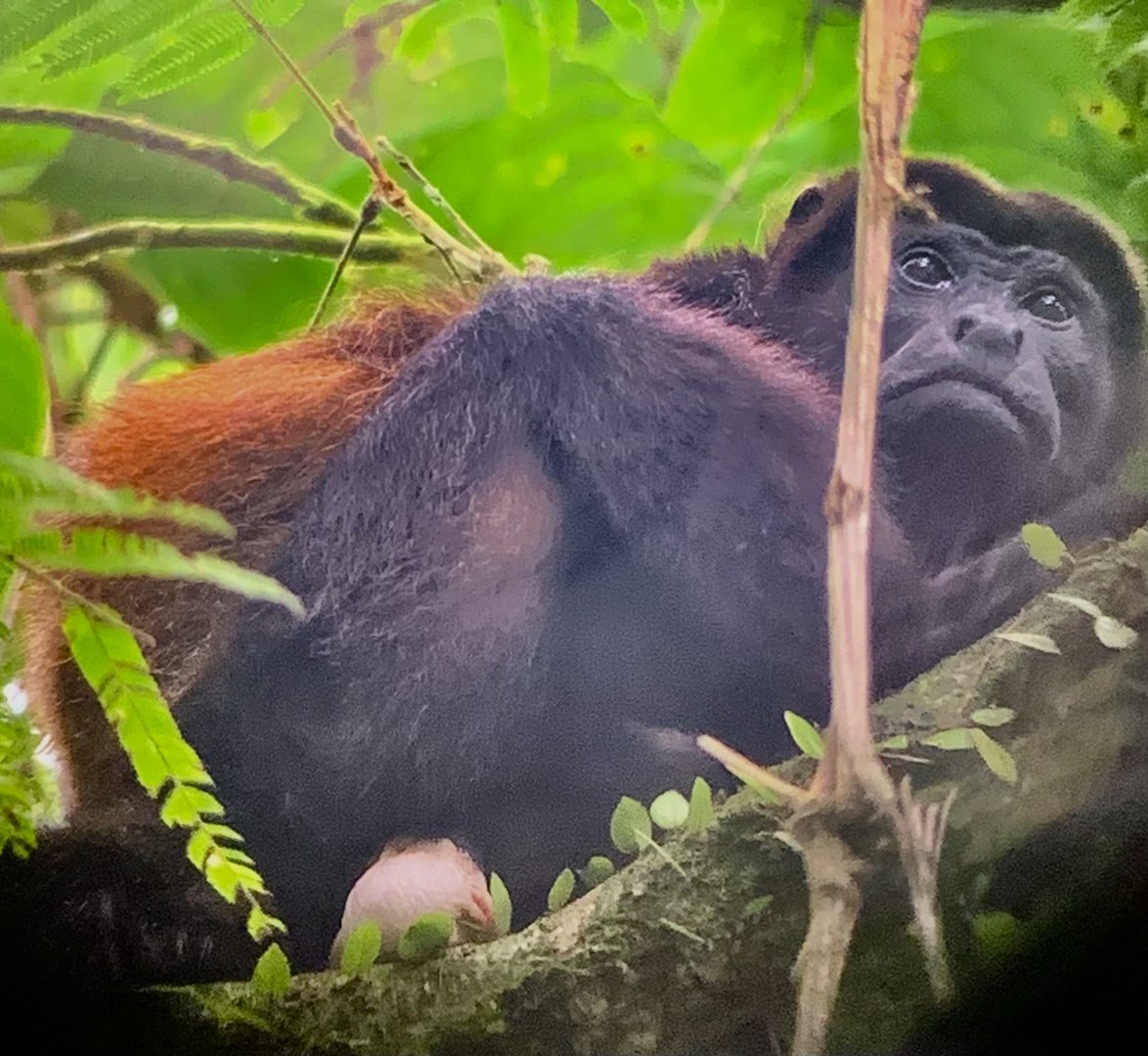 May 2022- Mantled howler monkey