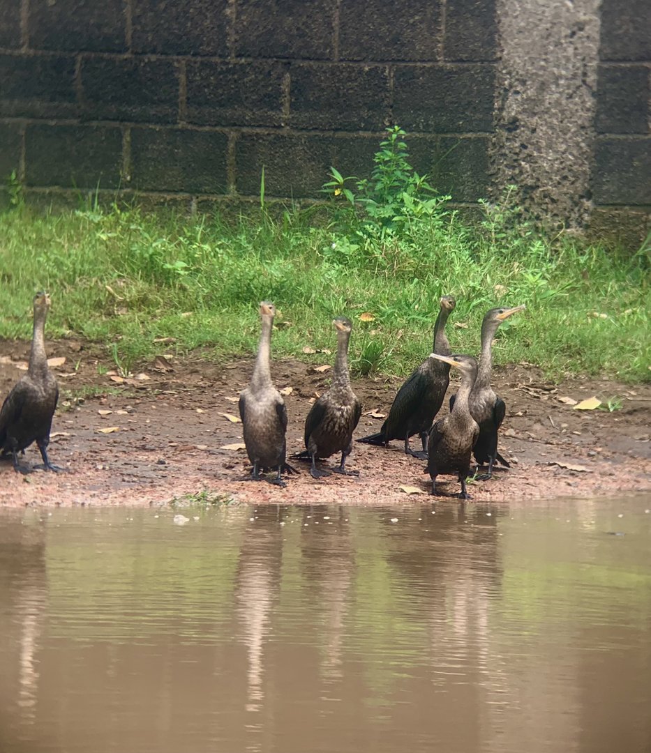 May 2022- Neotropic cormorants