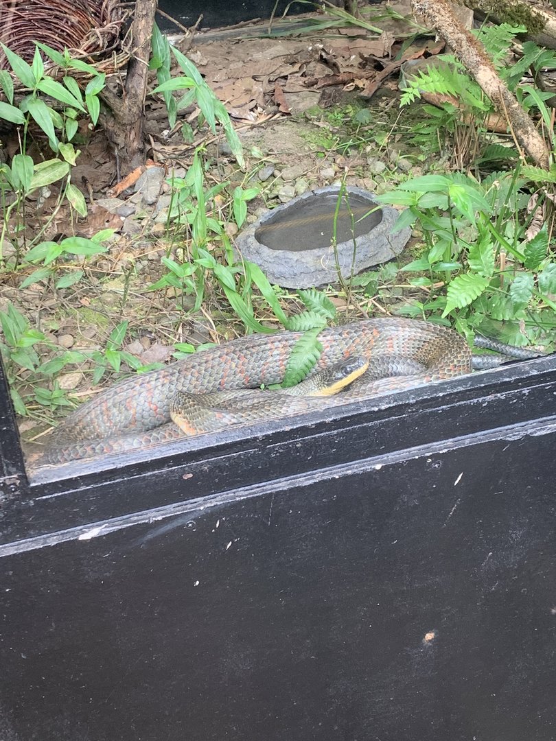 May 2022- Neotropical bird snake