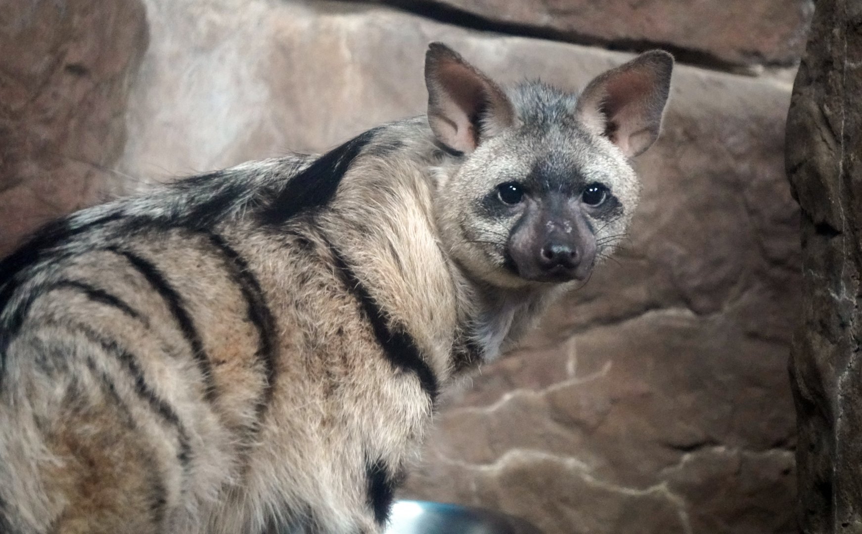 May. 2022 - Night Hunters - Aardwolf