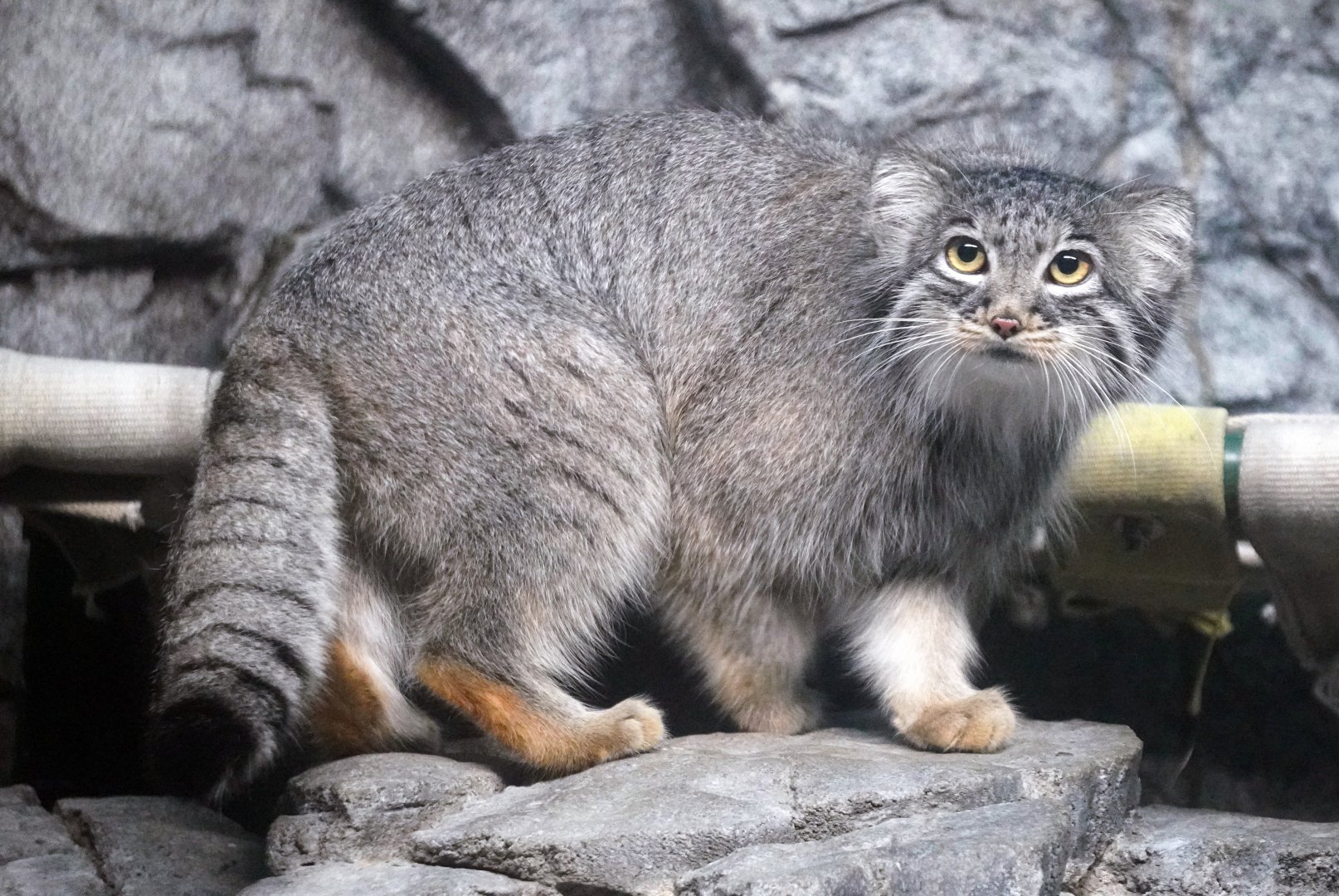May. 2022 - Night Hunters - Pallas' Cat