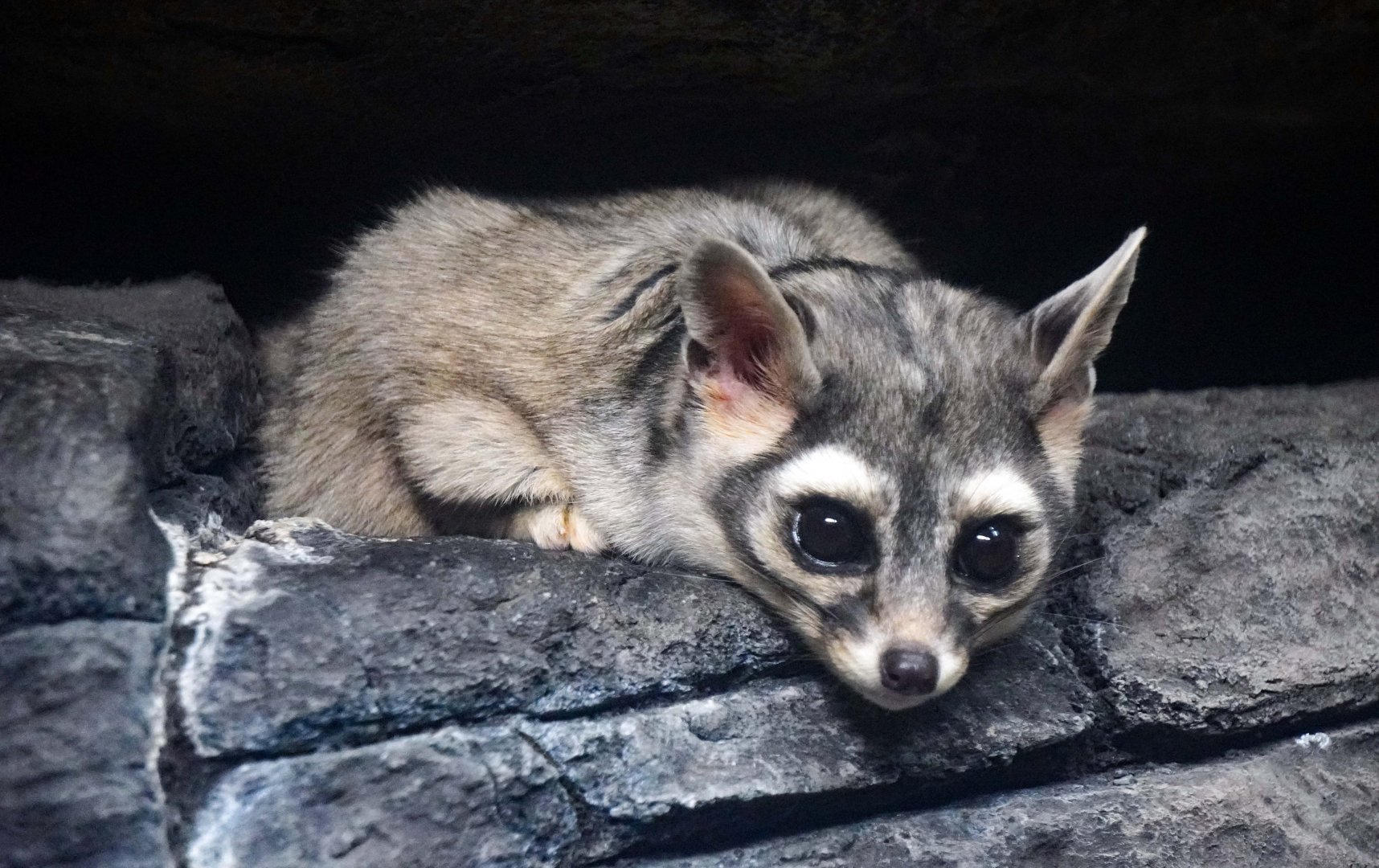 May. 2022 - Night Hunters - Ringtail