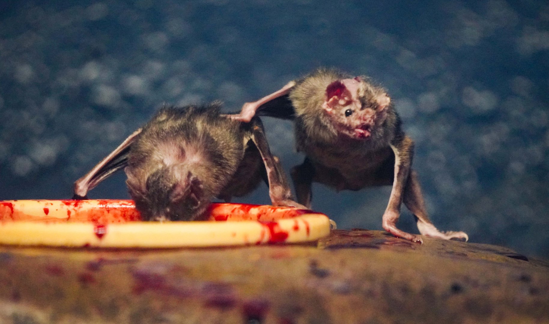May. 2022 - Night Hunters - Vampire Bats