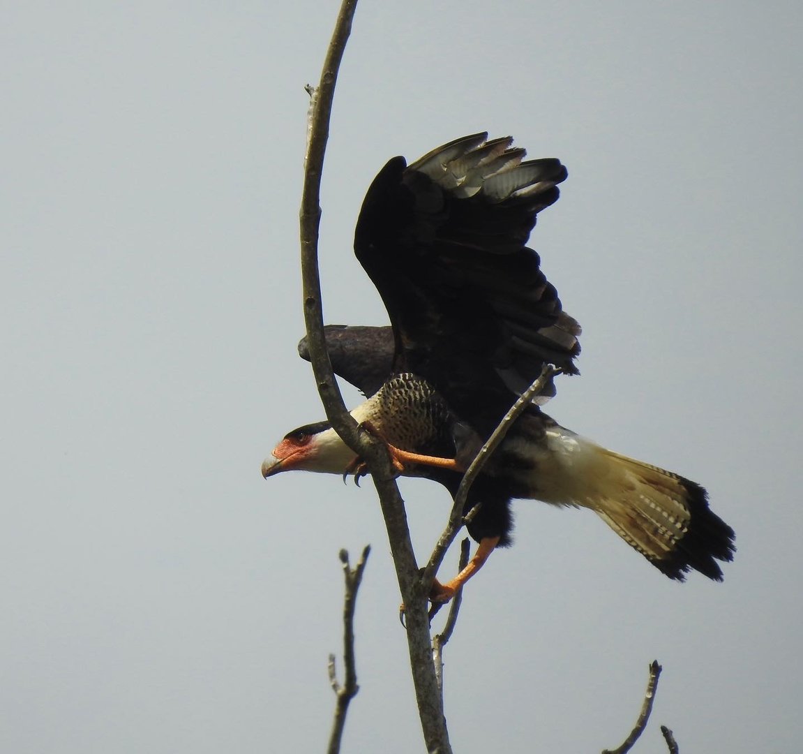 May 2022- Northern crested caracara