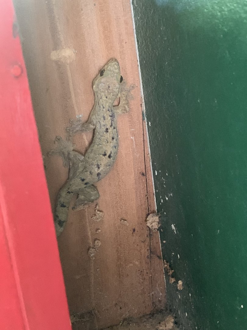 May 2022- Northern turniptail gecko