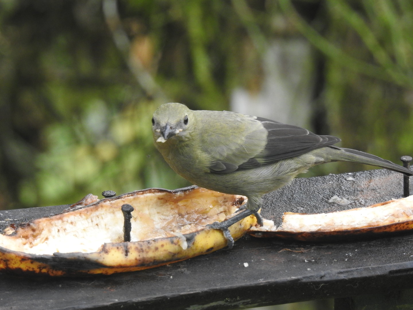 May 2022- Palm tanager