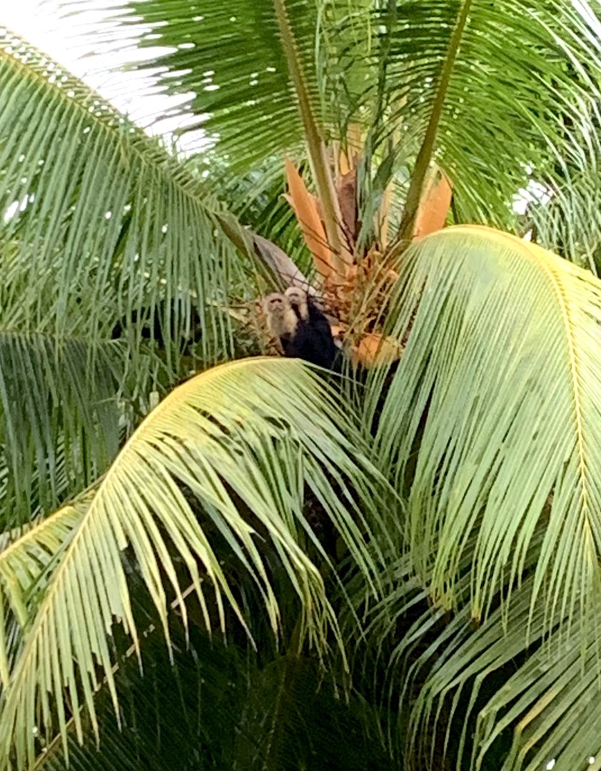 May 2022- Panamanian white-faced capuchins