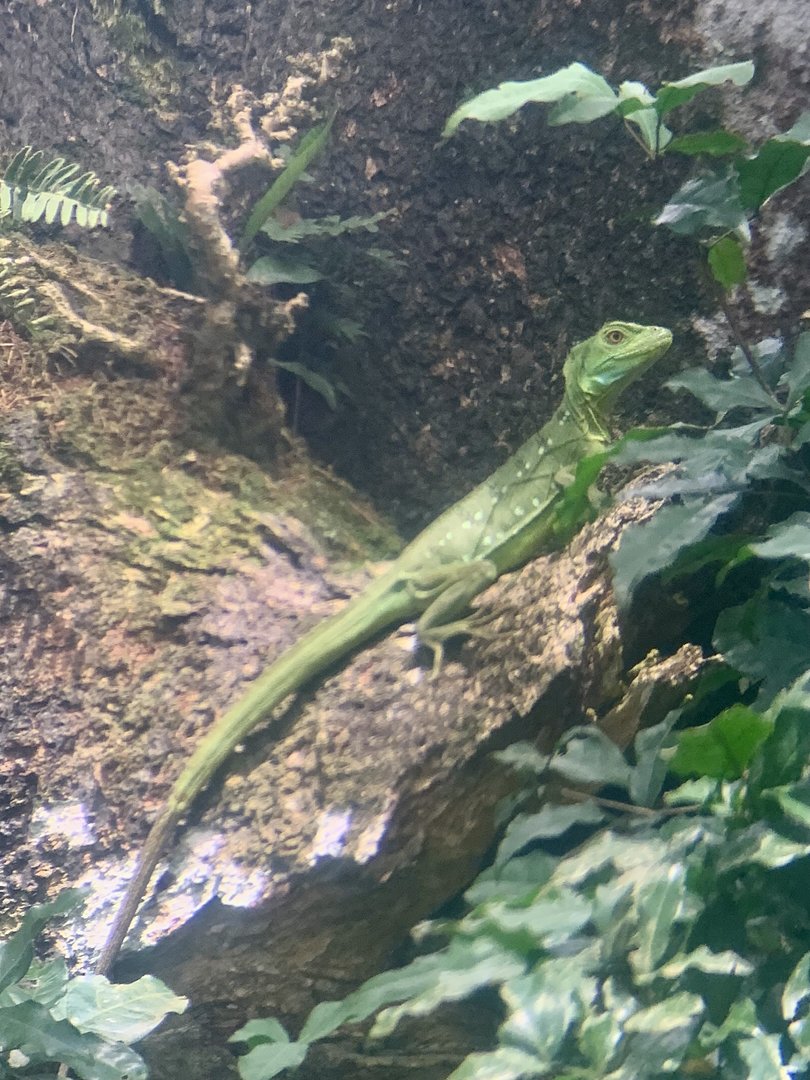 May 2022- Plumed basilisk