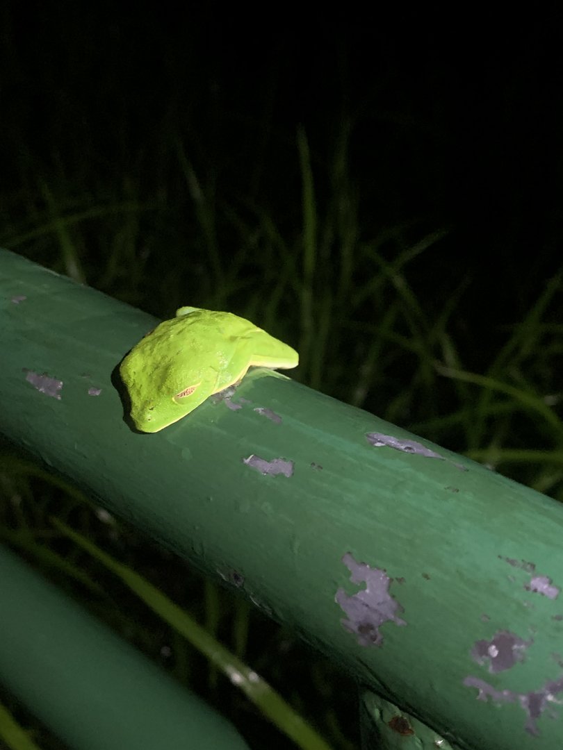 May 2022- Red-eyed tree frog