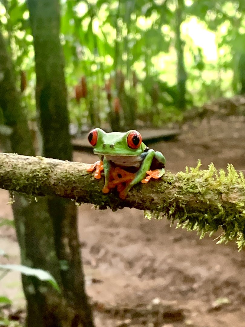 May 2022- Red-eyed tree frog