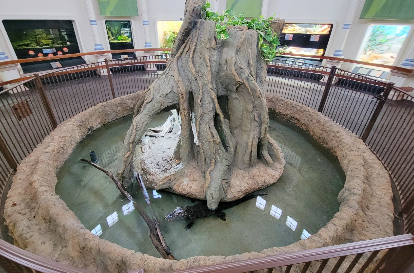 May. 2022 - Reptile House - Newly Renovated Chinese Alligator Exhibit