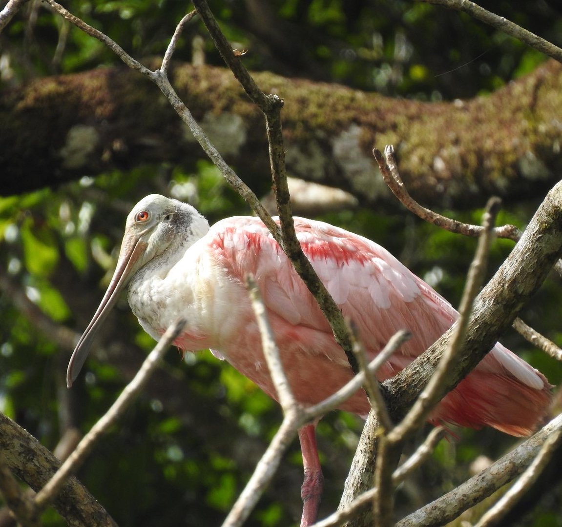 May 2022- Roseate spoonbill