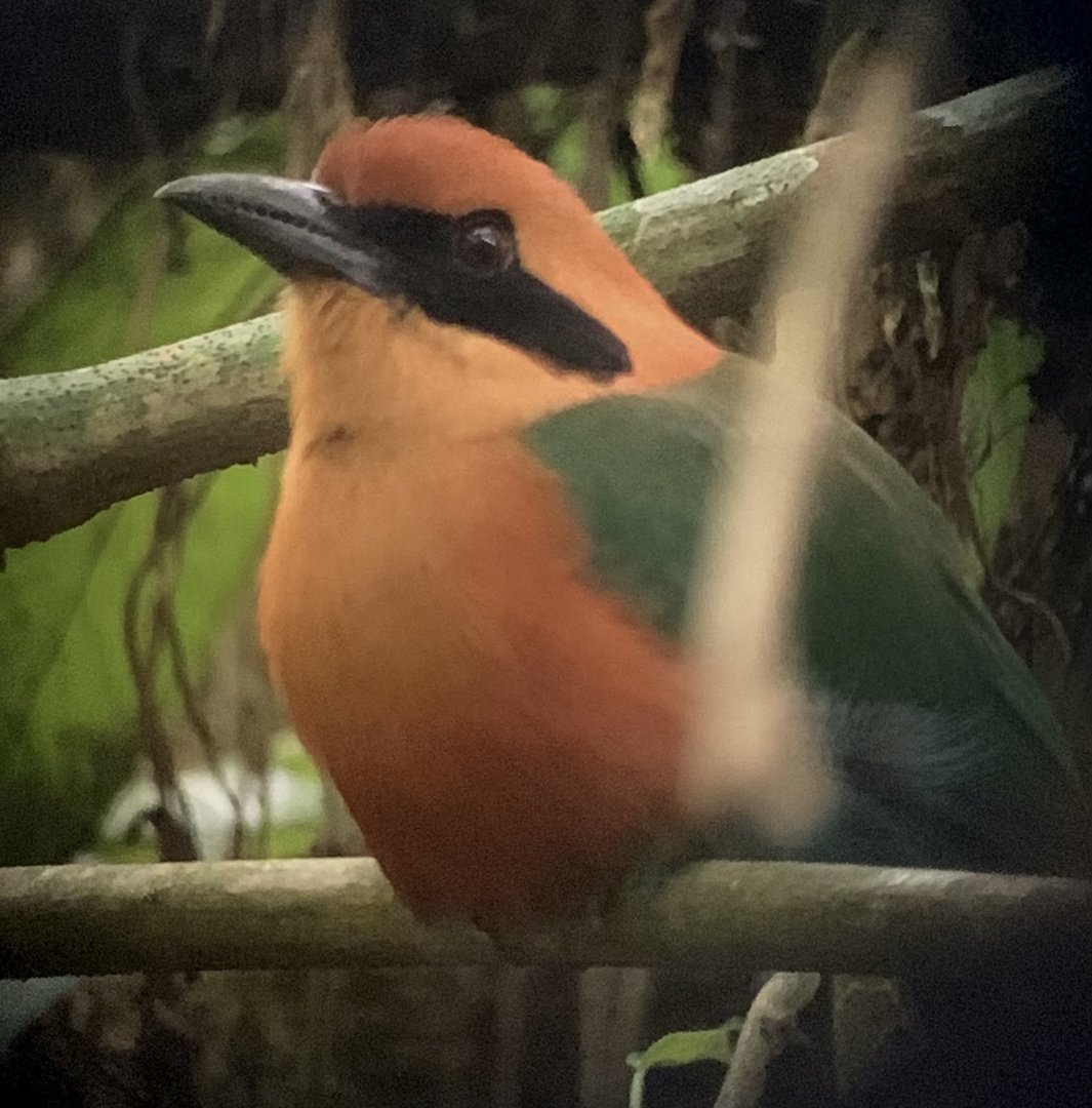 May 2022- Rufous motmot