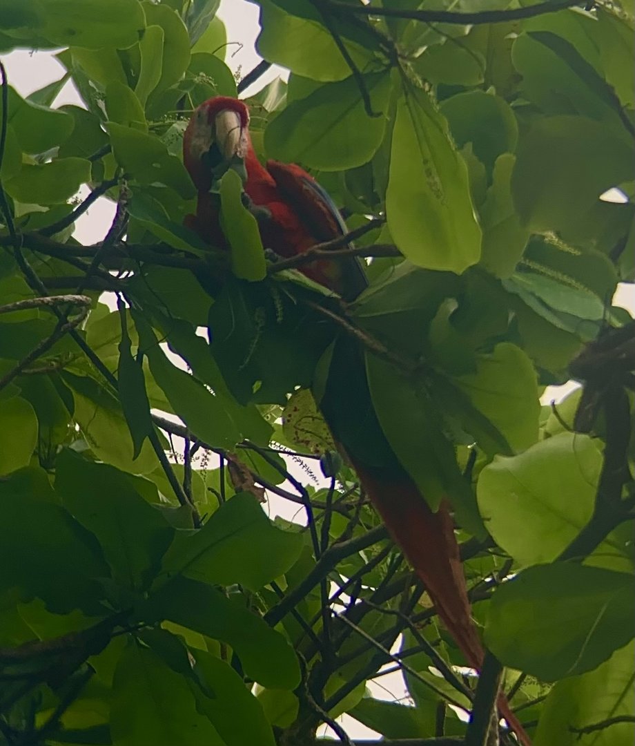 May 2022- Scarlet macaw