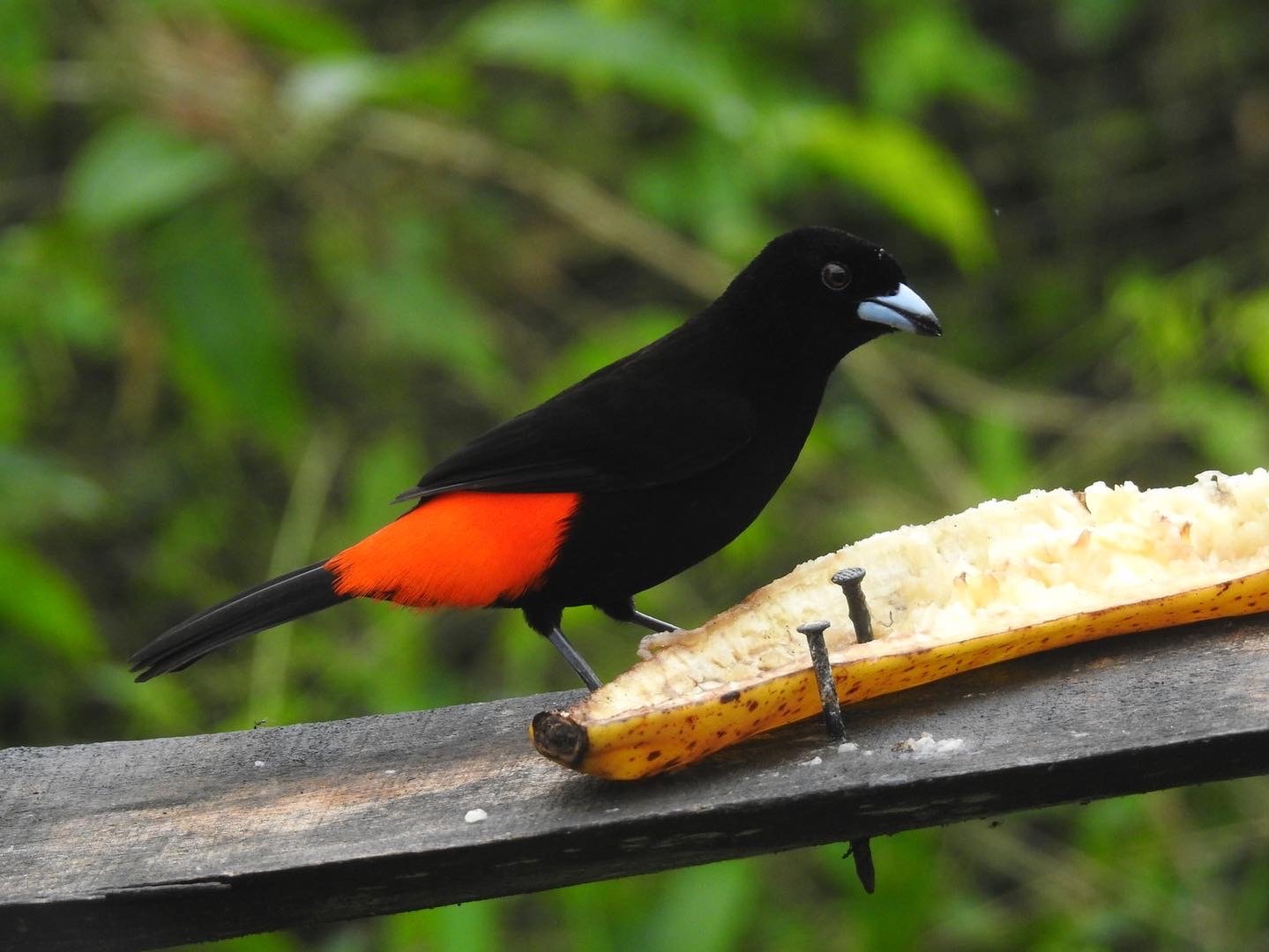 May 2022- Scarlet-rumped tanager