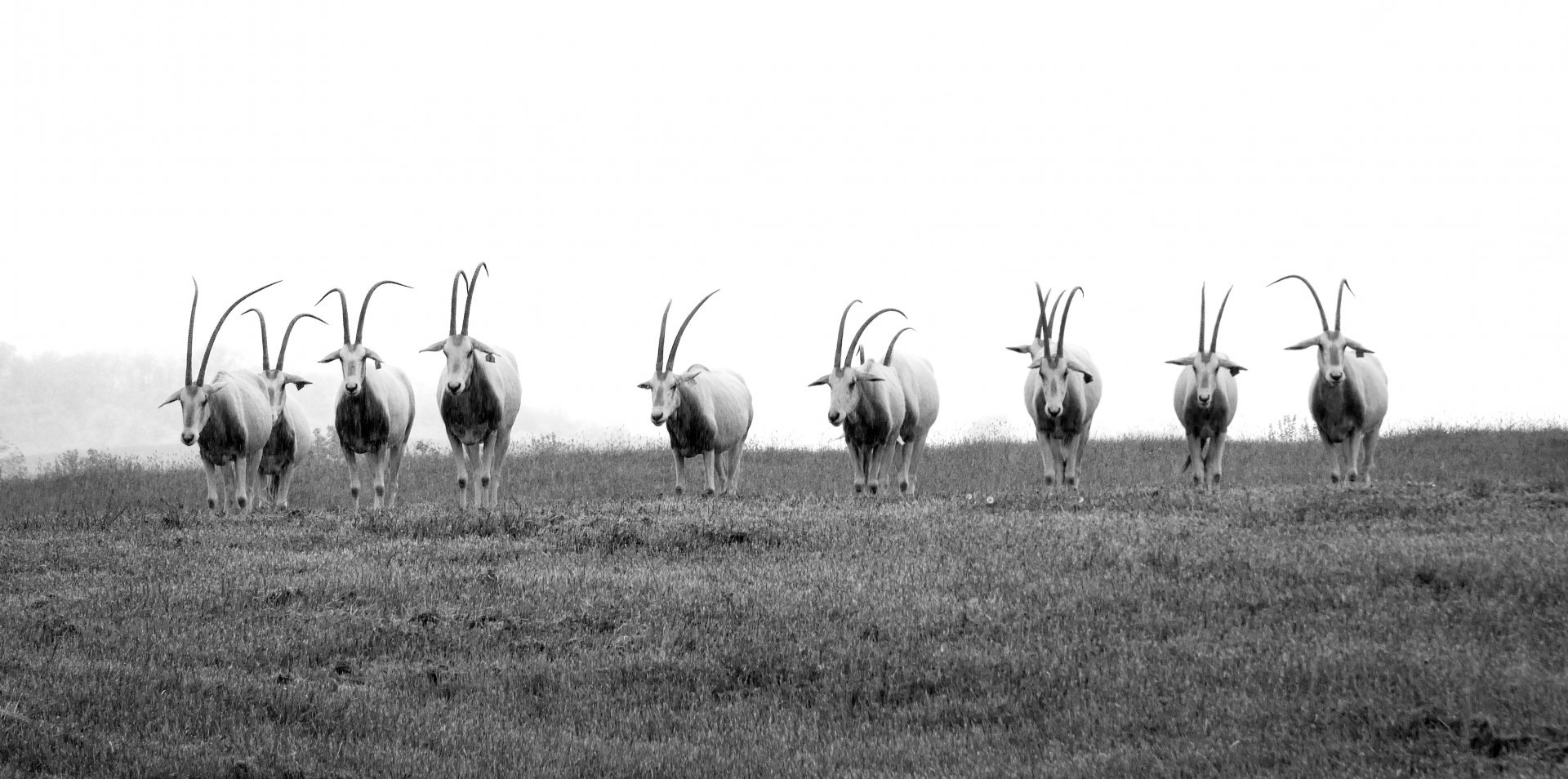 May. 2022 - Scimitar-horned Oryxes