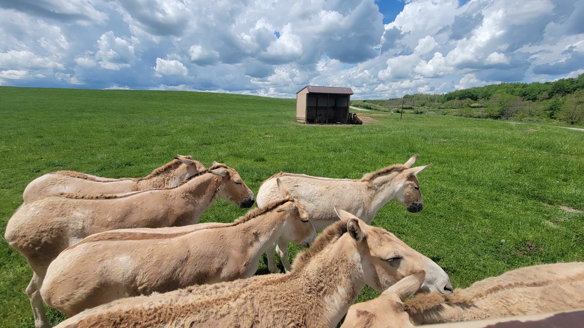 May. 2022 - Second Pasture - Persian Onagers and Bactrian Camels