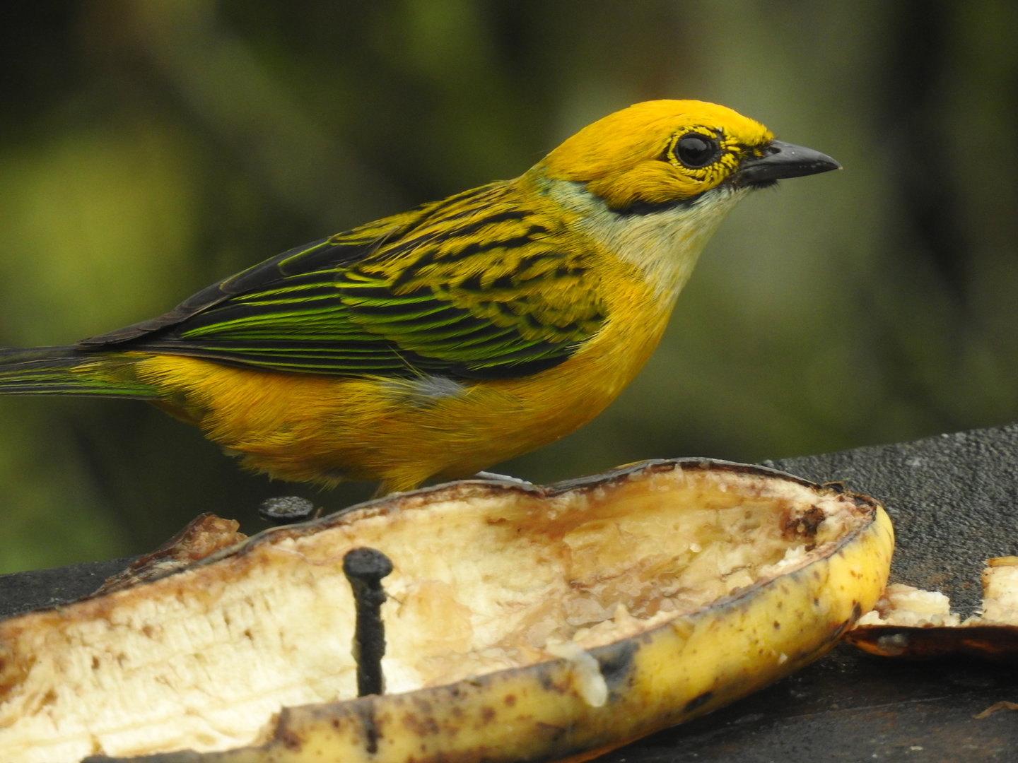 May 2022- Silver-throated tanager