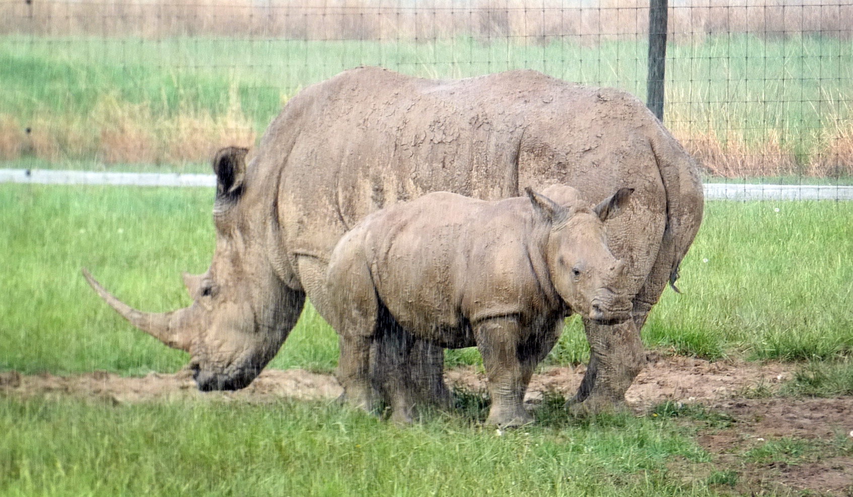 May. 2022 - Southern White Rhinos in the rain