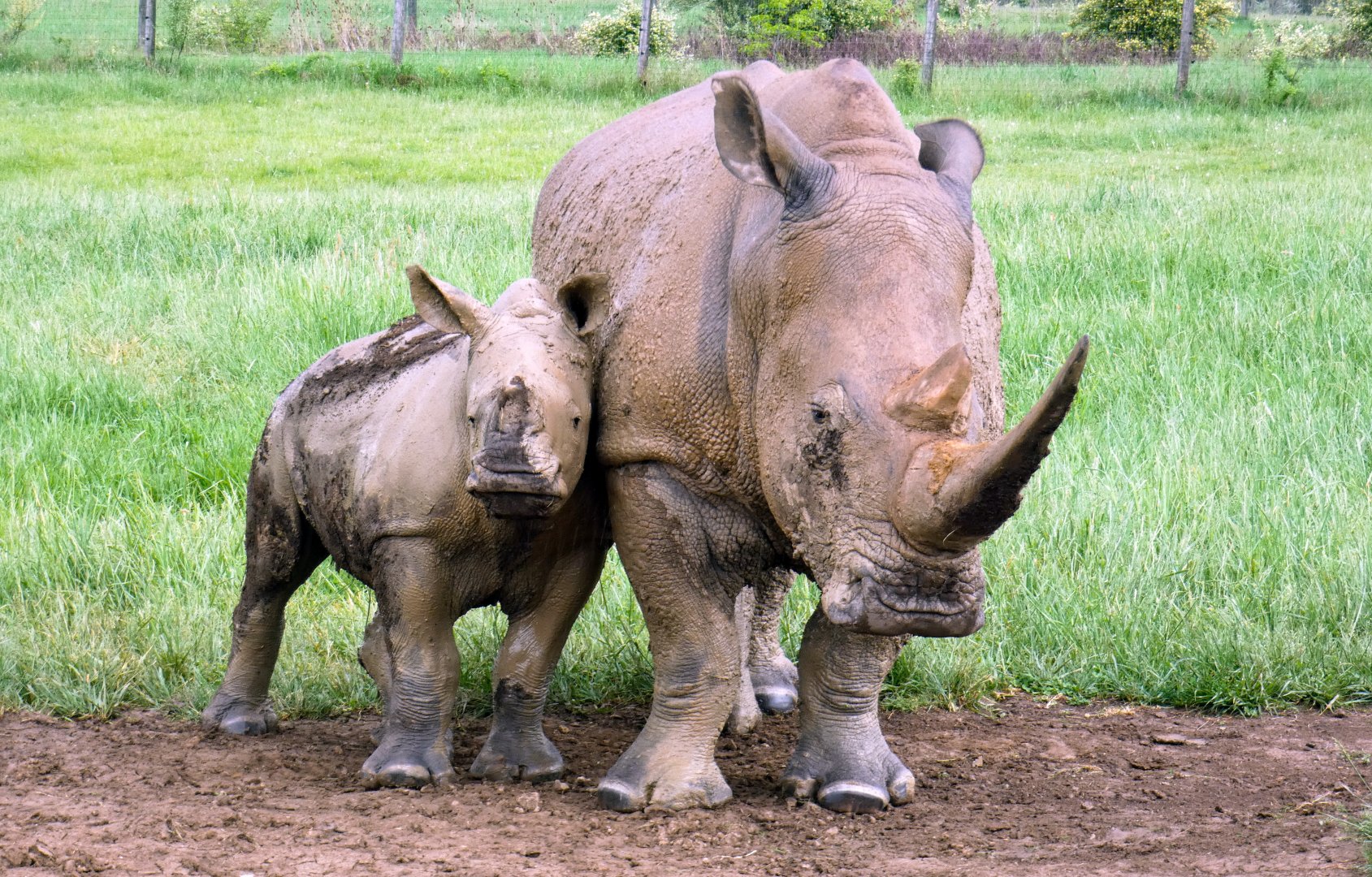 May. 2022 - Southern White Rhinos