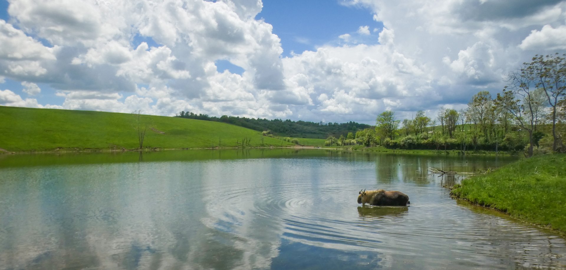 May. 2022 - Spillman Lake - Sichuan Takin
