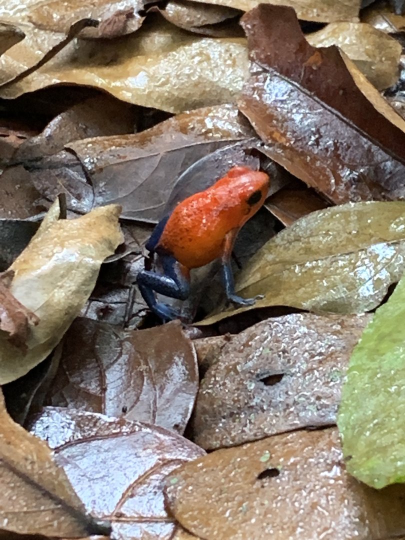 May 2022- Strawberry dart frog