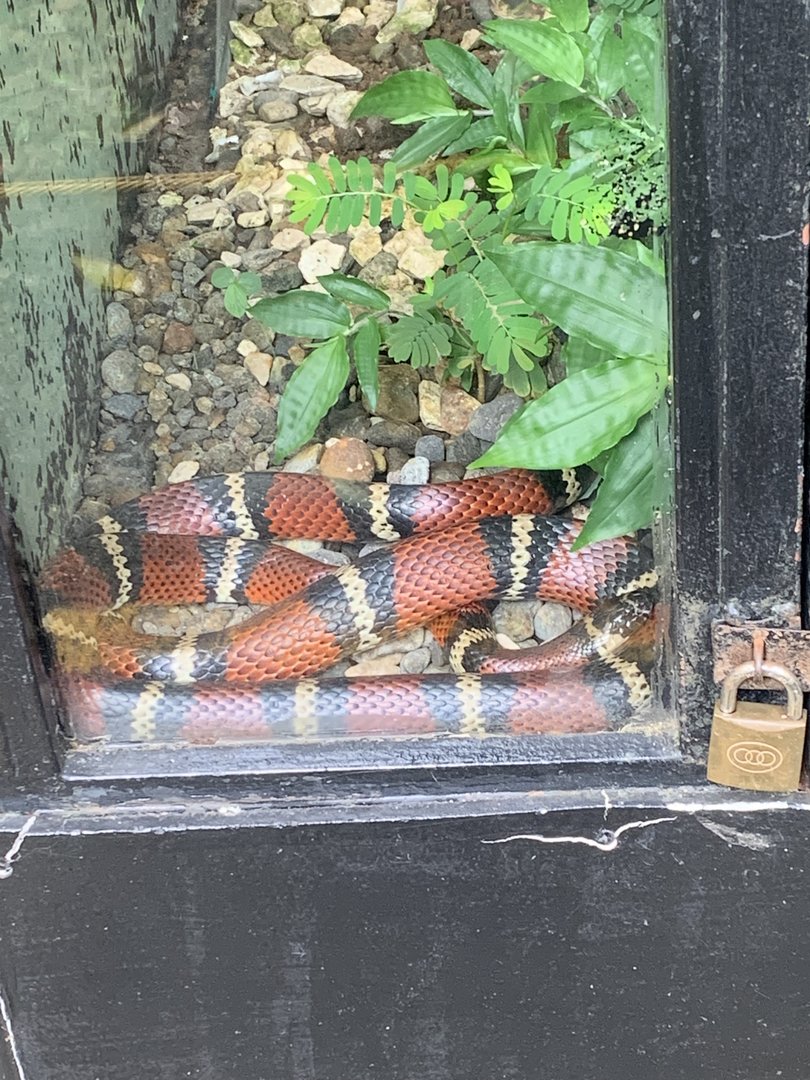 May 2022- Stuart’s milk snake