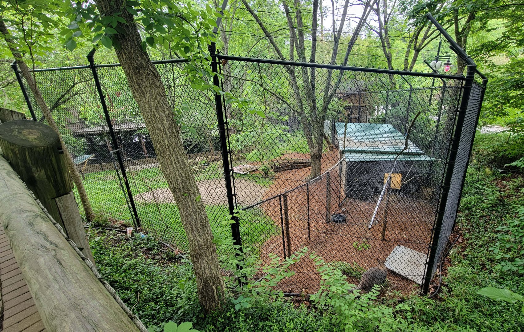 May. 2022 - Temporary Bennett's Wallaby Exhibit (Former White Lion)