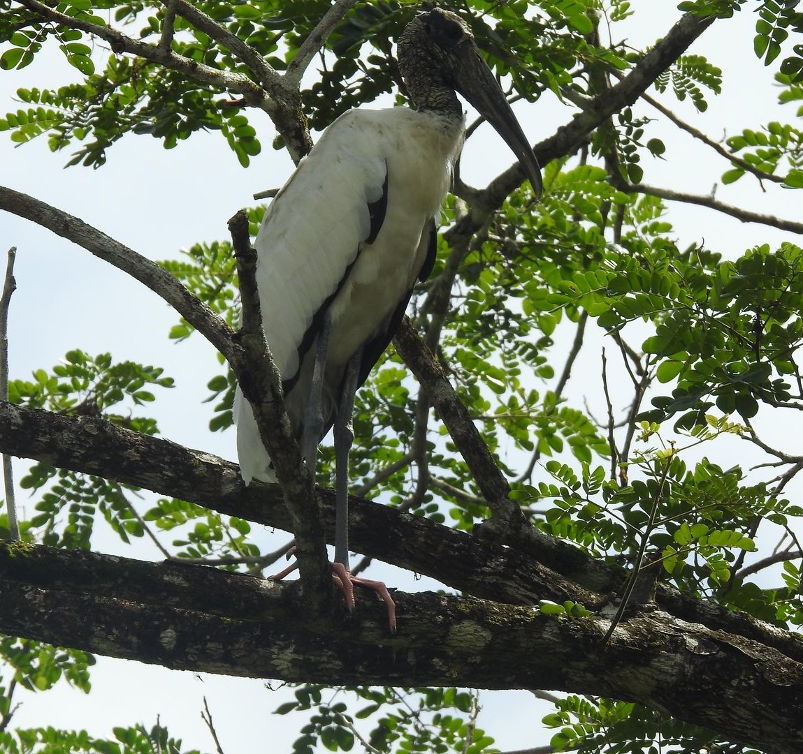 May 2022- Wood stork