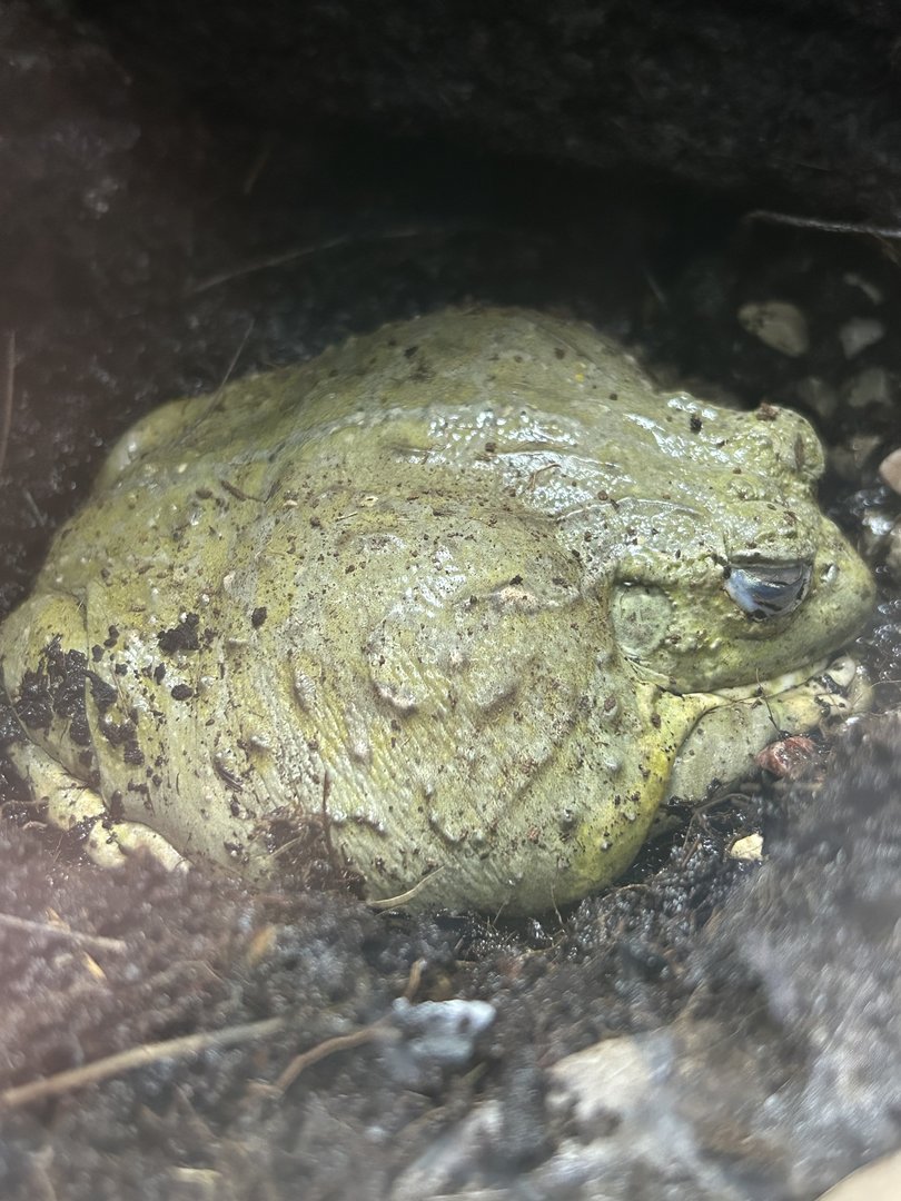 May 2023- African bullfrog