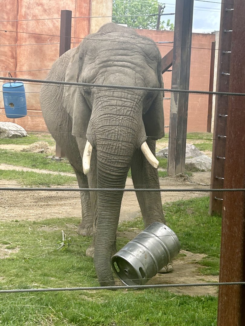 May 2023- African bush elephant