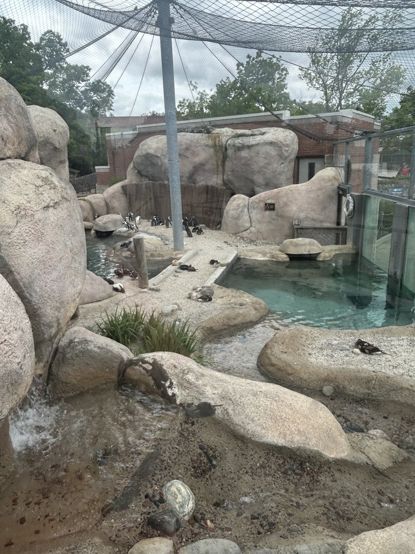 May 2023- African penguins, Harlequin ducks, Spectacled eiders and Long-tailed ducks