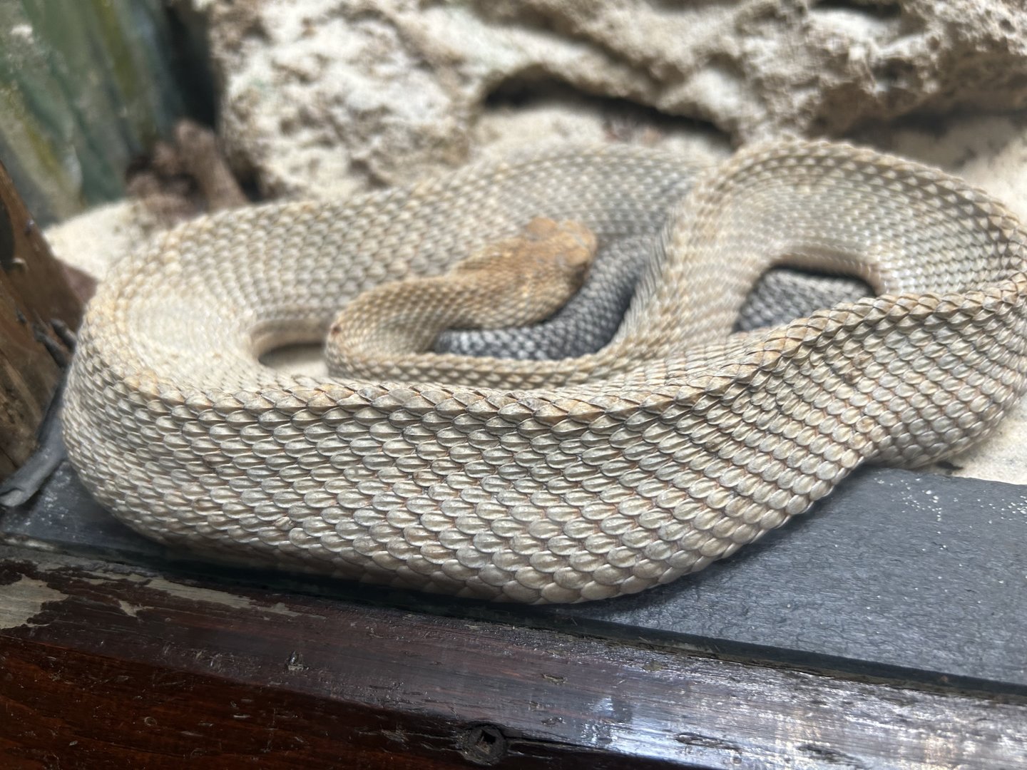 May 2023- Aruba Island rattlesnake