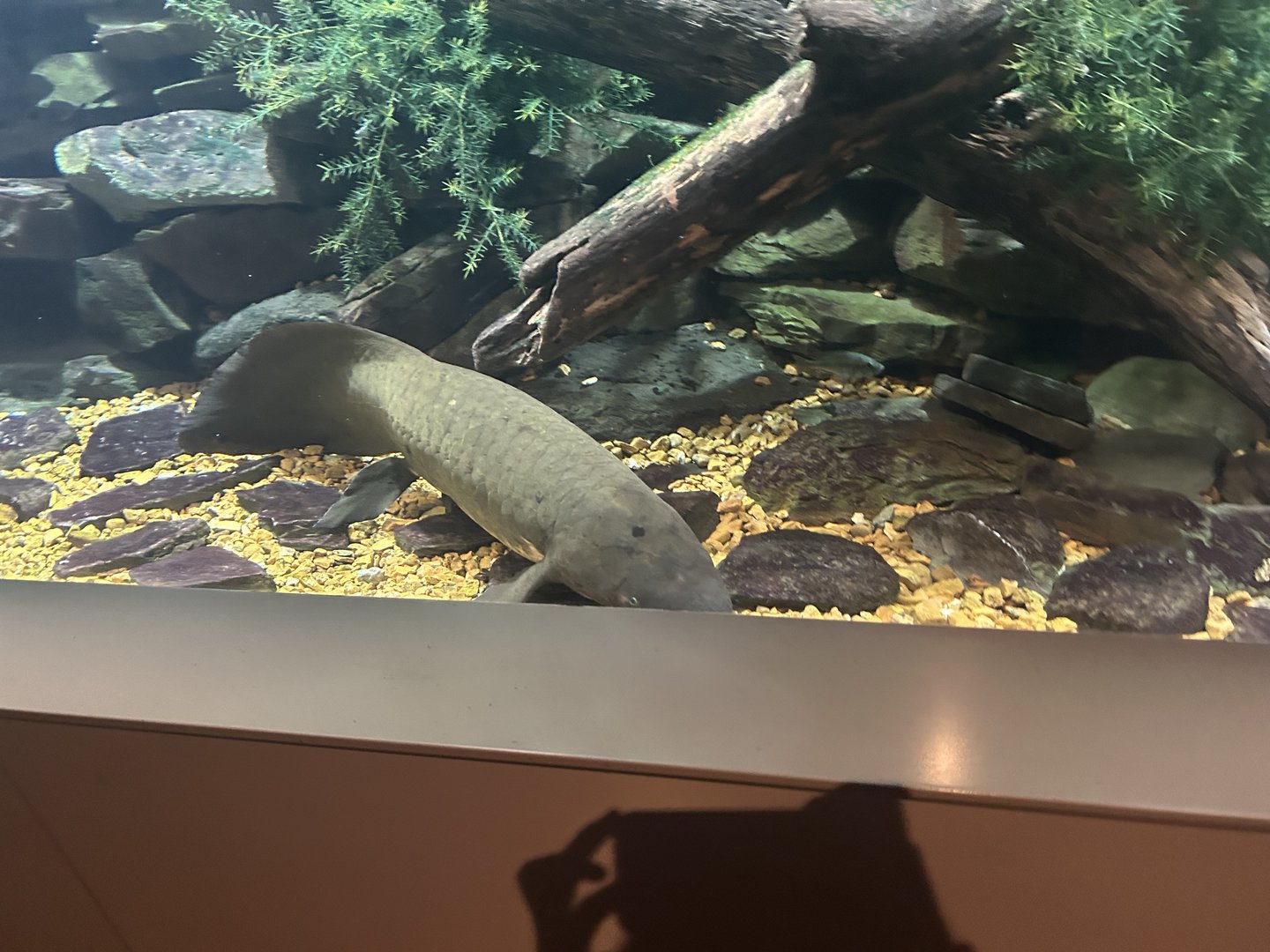May 2023- Australian lungfish