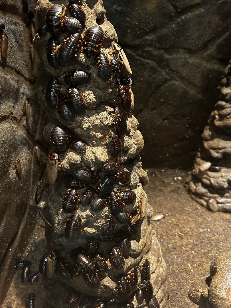 May 2023- Bat cave roaches