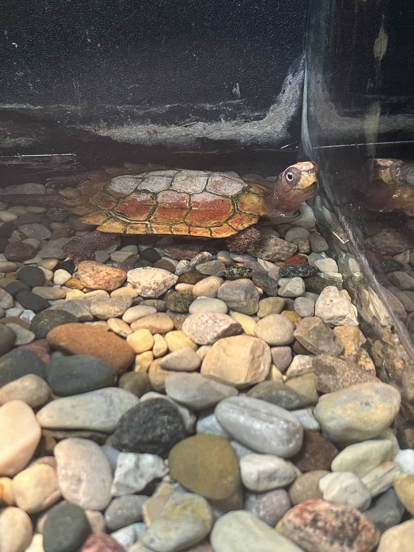 May 2023- Black-breasted leaf turtle