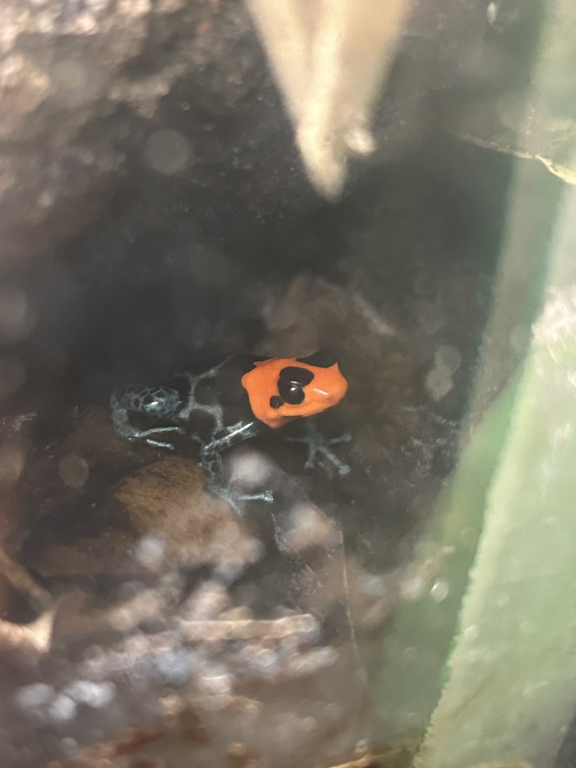 May 2023- Blessed poison frog