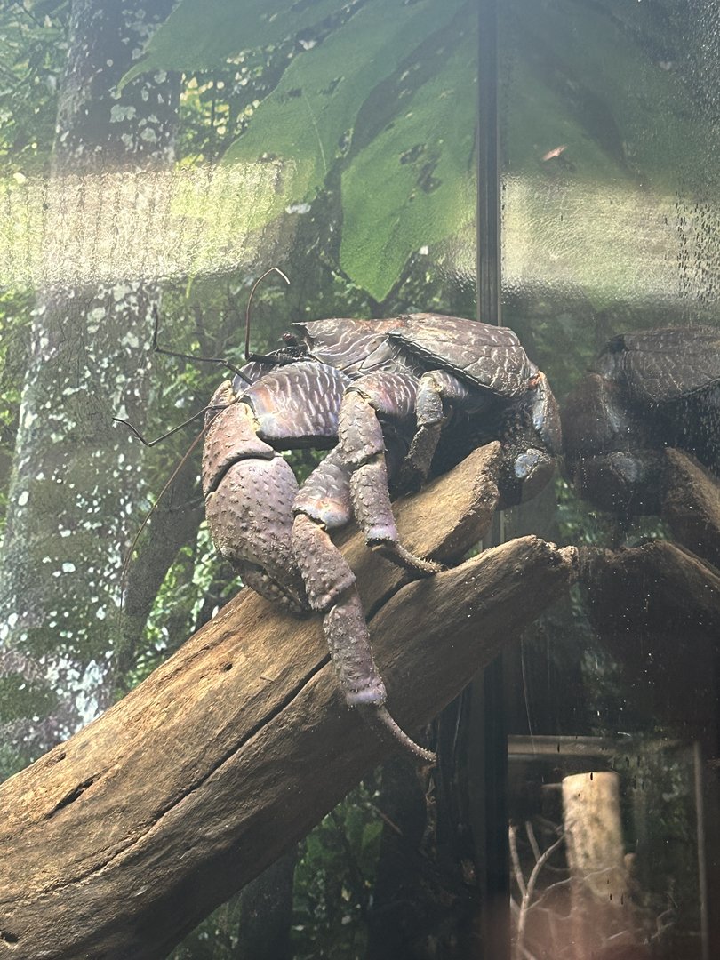 May 2023- Coconut crab