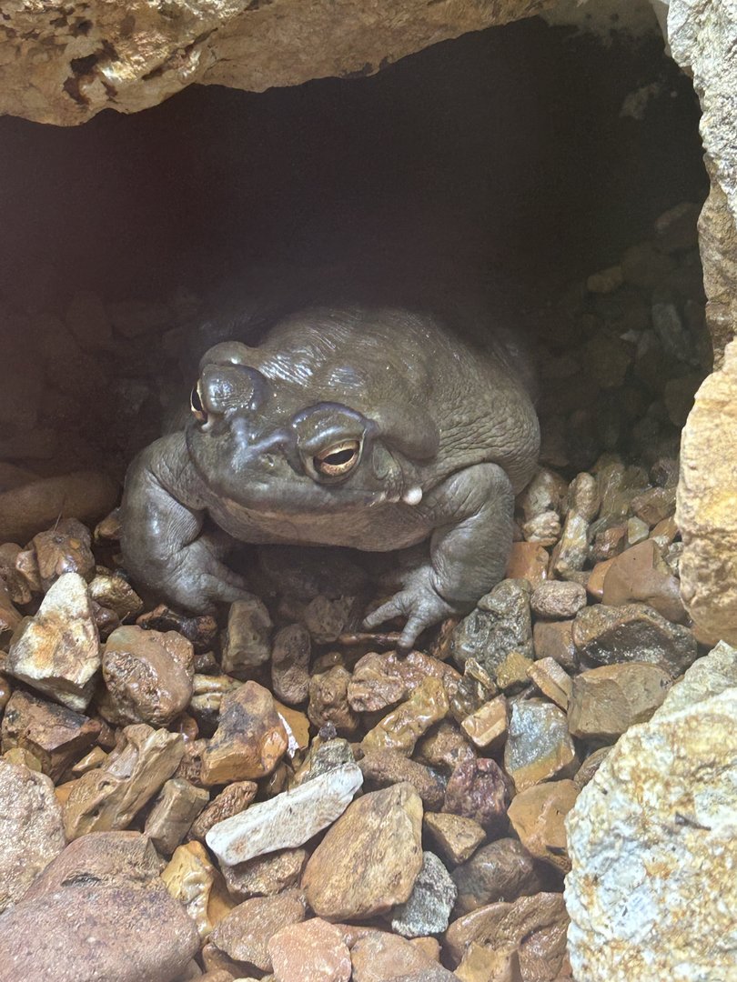 May 2023- Colorado River toad