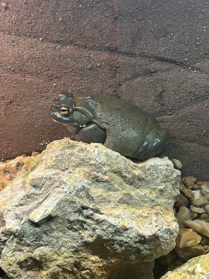 May 2023- Colorado River toad