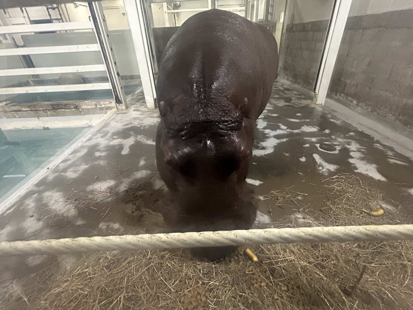 May 2023- Common hippopotamus