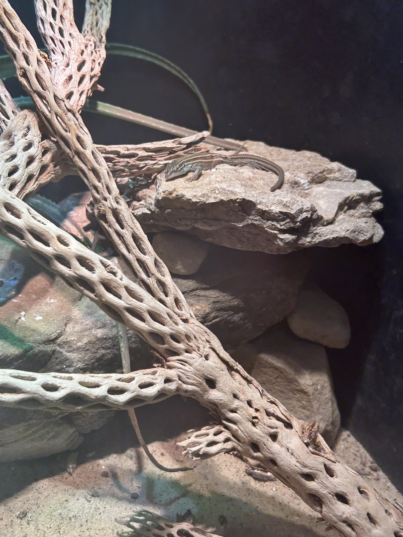 May 2023- Desert grassland whiptail lizard