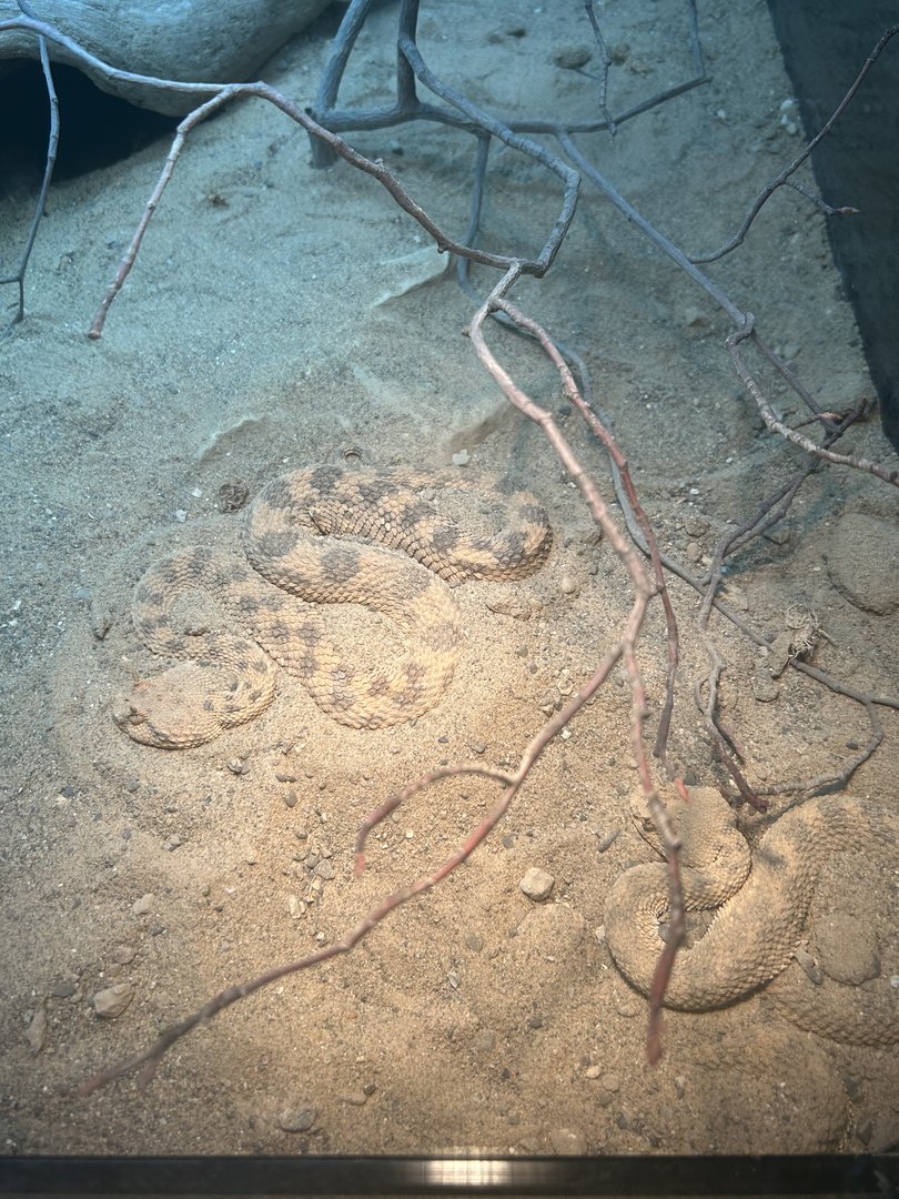 May 2023- Desert horned viper
