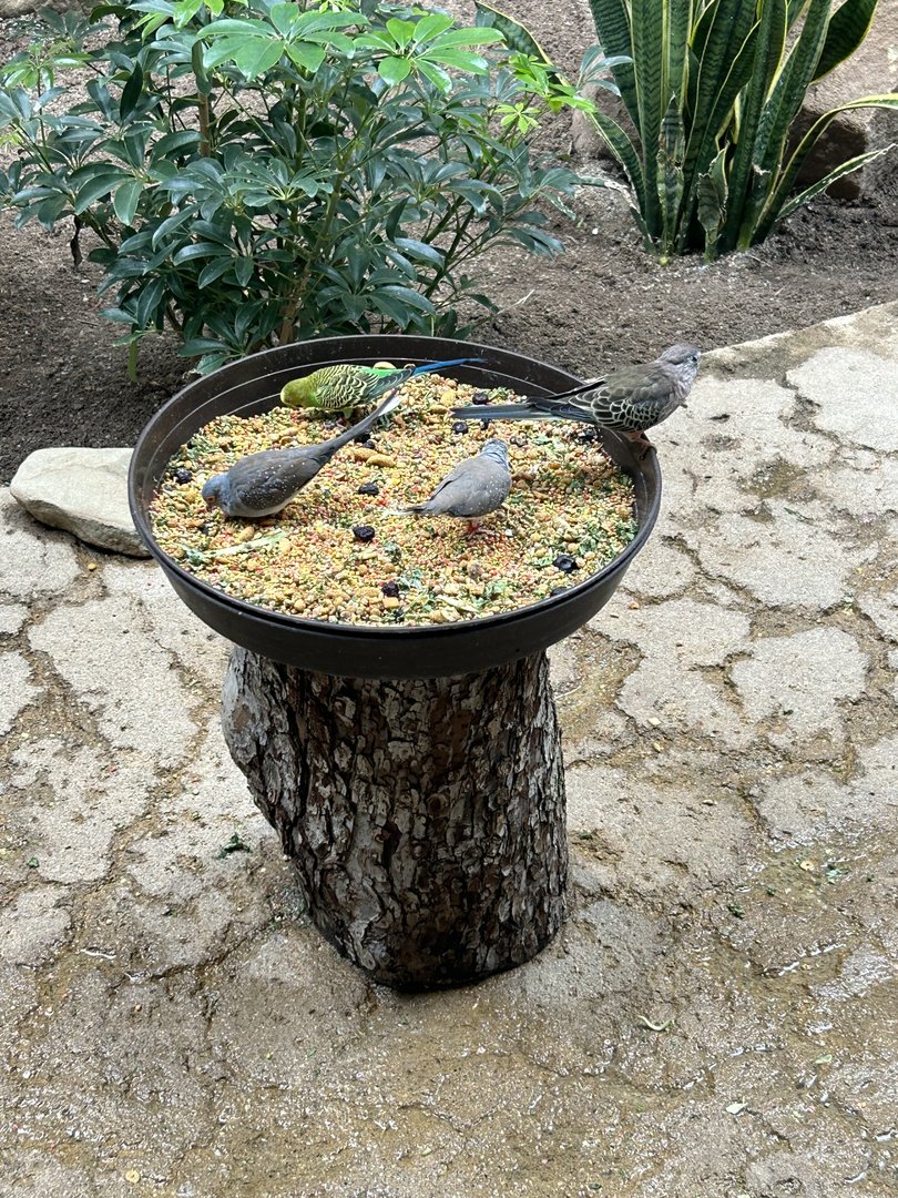 May 2023- Diamond doves, budgerigar, and Bourke’s parrot