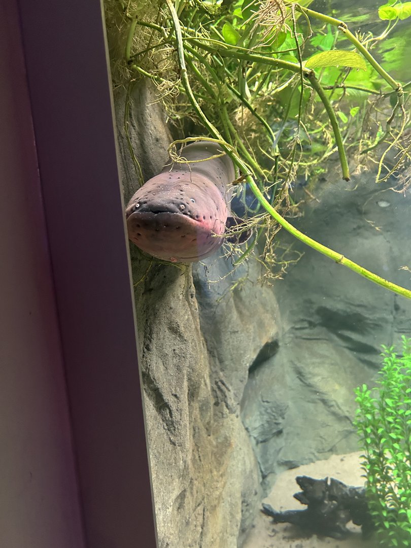 May 2023- Electric eel