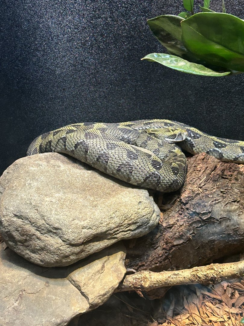 May 2023- Ethiopian mountain adder