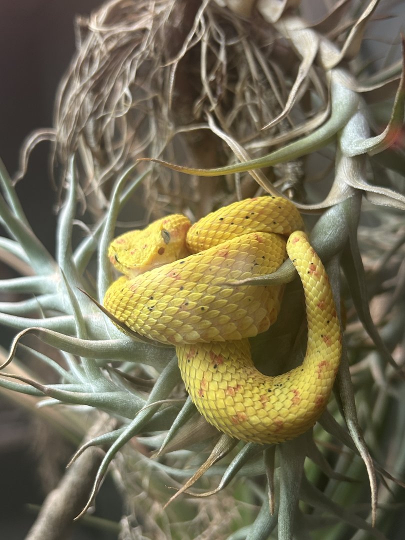 May 2023- Eyelash viper