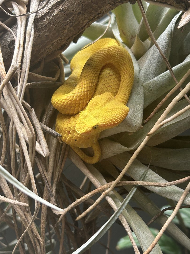 May 2023- Eyelash viper