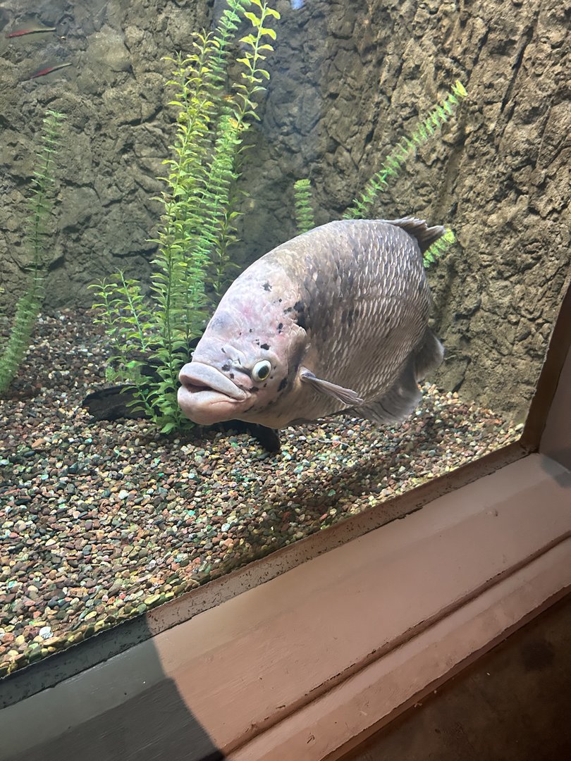 May 2023- Giant gourami